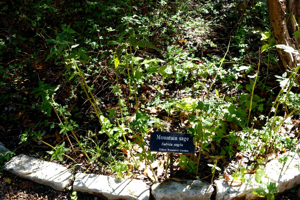 Salvia regla - Zilker Botanical Garden - Austin, Texas - DSC08761