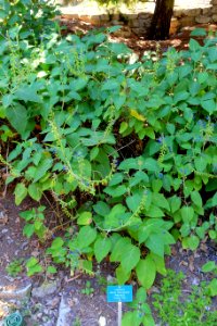 Salvia macrophylla - Mildred E. Mathias Botanical Garden - University of California, Los Angeles - DSC02779