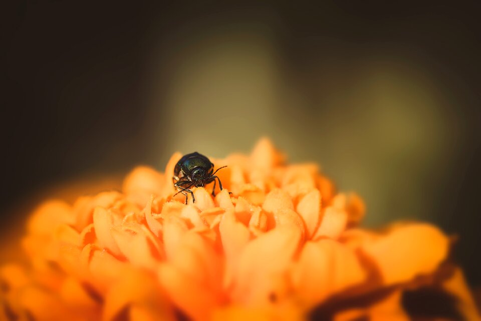 Flower orange flower blossom