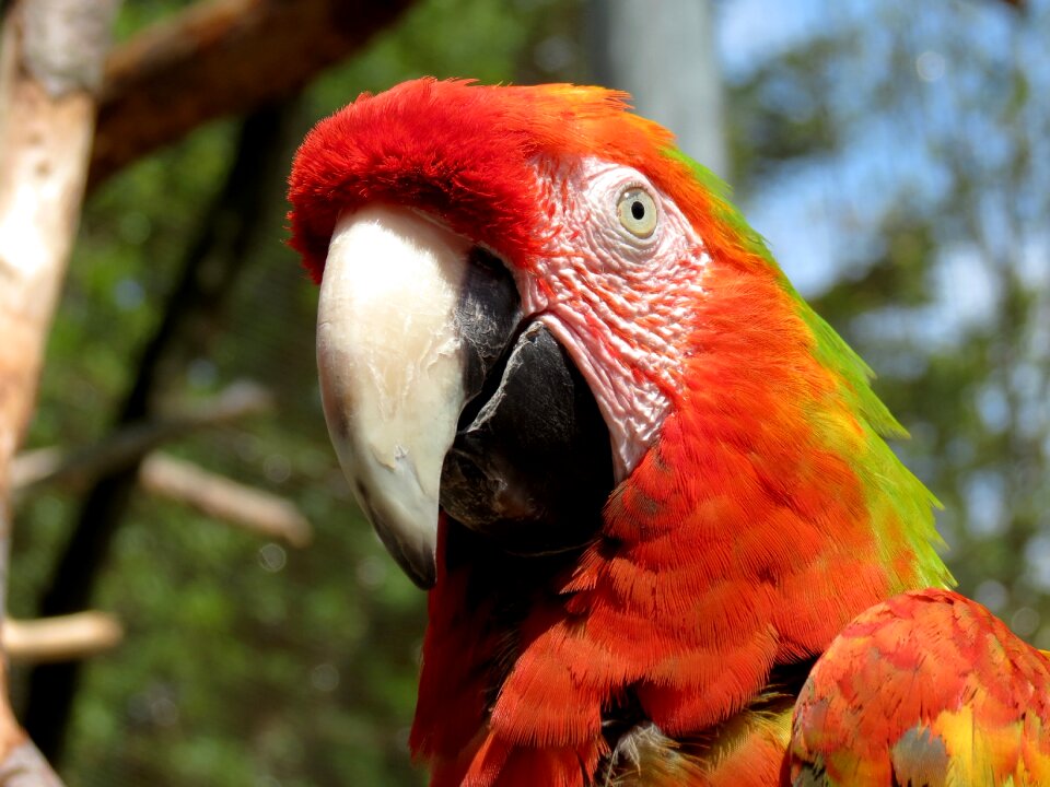 Bird colorful plumage