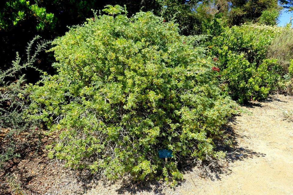 Salvia africana-lutea - Mildred E. Mathias Botanical Garden - University of California, Los Angeles - DSC02837