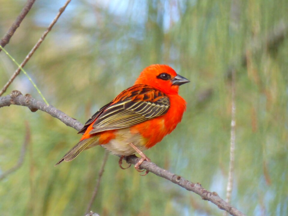 Red cardinal branch mauritius