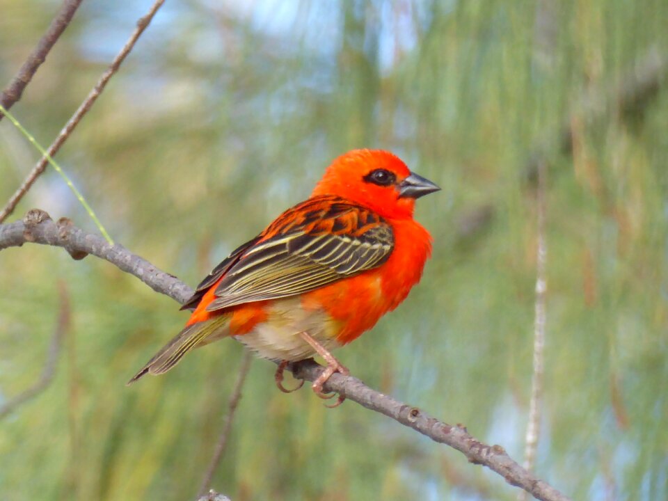 Red cardinal branch mauritius photo