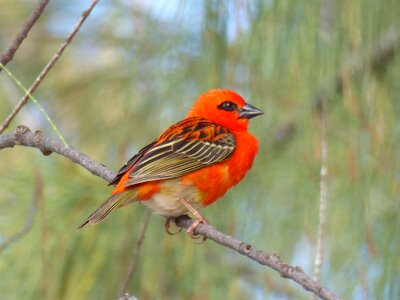 Red cardinal branch mauritius