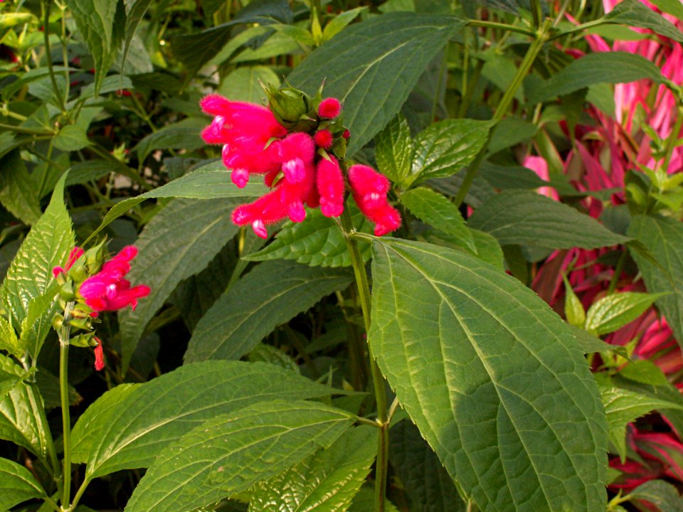 Salvia oxyphora, Phipps Conservatory, 2015-10-10, 03