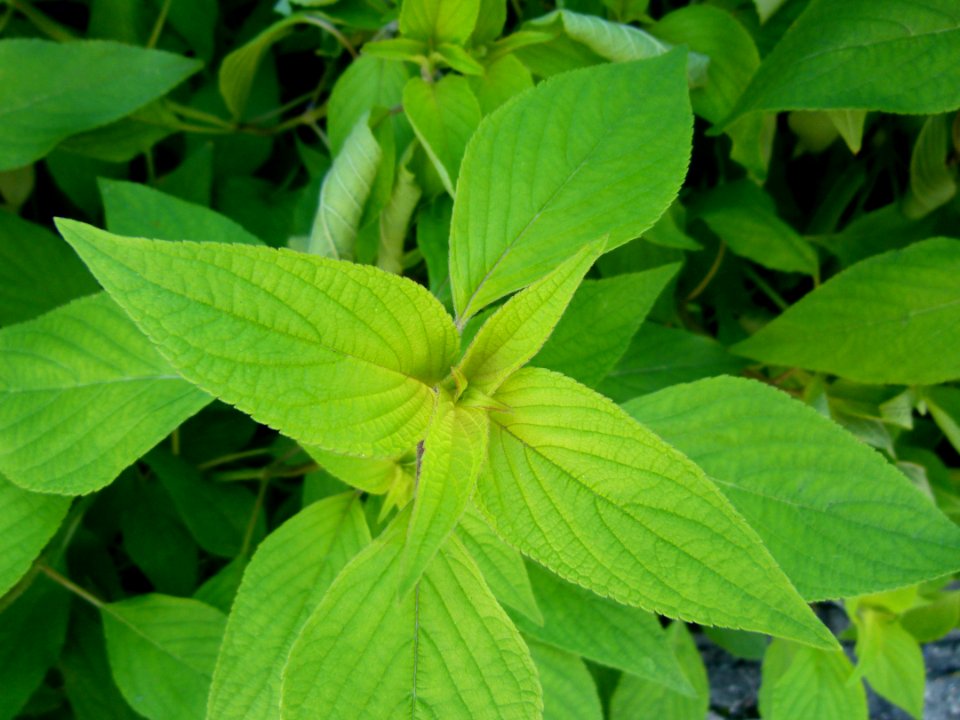 Salvia elegans 2