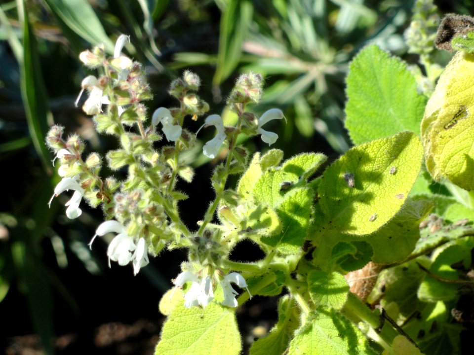Salvia broussonetii - Botanischer Garten, Frankfurt am Main - DSC02400
