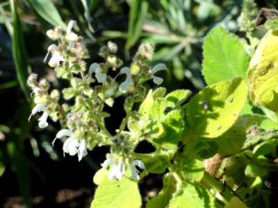 Salvia broussonetii - Botanischer Garten, Frankfurt am Main - DSC02400