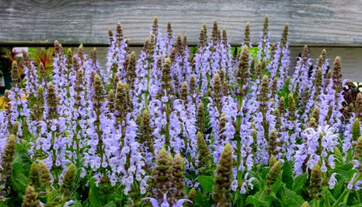 Salvia nemorosa 'Bumblesky' - DSC06458