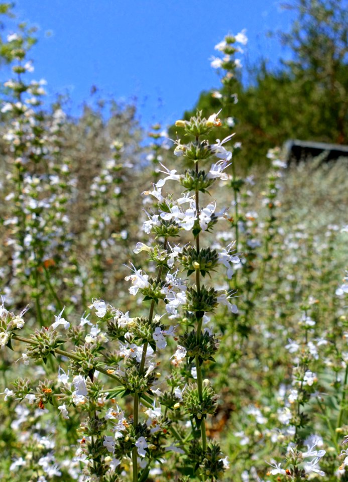 Salvia apiana - Manhattan Beach Botanical Garden - Manhattan Beach, CA - DSC01216