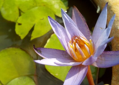Flowers lotus lake purple lotus