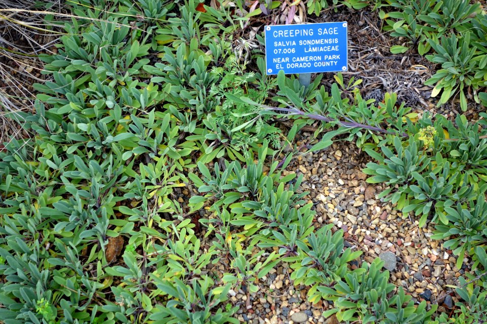 Salvia sonomensis - Regional Parks Botanic Garden, Berkeley, CA - DSC04332