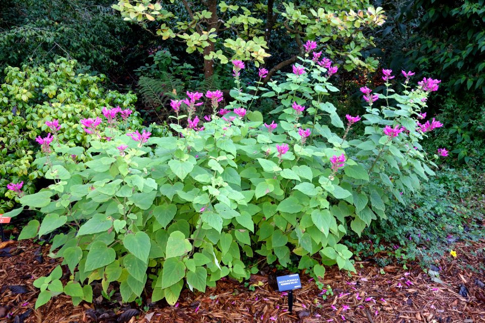 Salvia puberula - San Francisco Botanical Garden - DSC00080