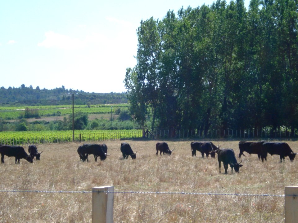 Saint-Mamert-du-Gard (Fr), paysage avec des taureaux