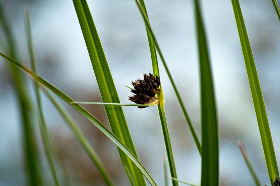 Macro incomplete grass