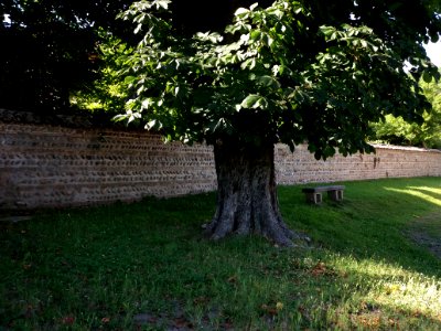 Saint-Maurice de Beynost - Église Saint-Maurice - Jardin, arbre et banc