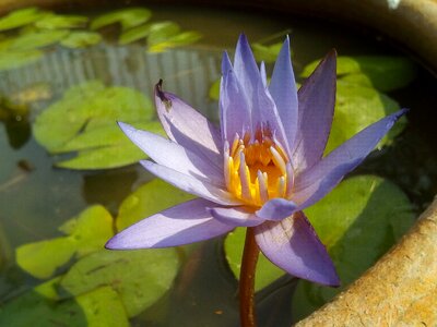 Flowers lotus lake purple lotus