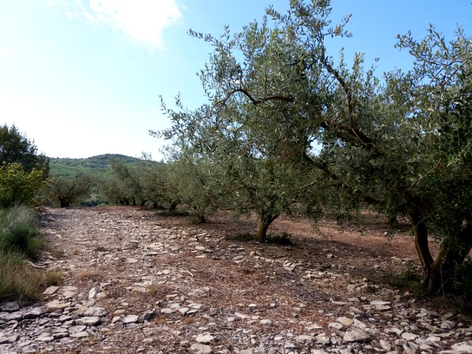 Saint-Maurice d'Ardèche - Champ d'oliviers
