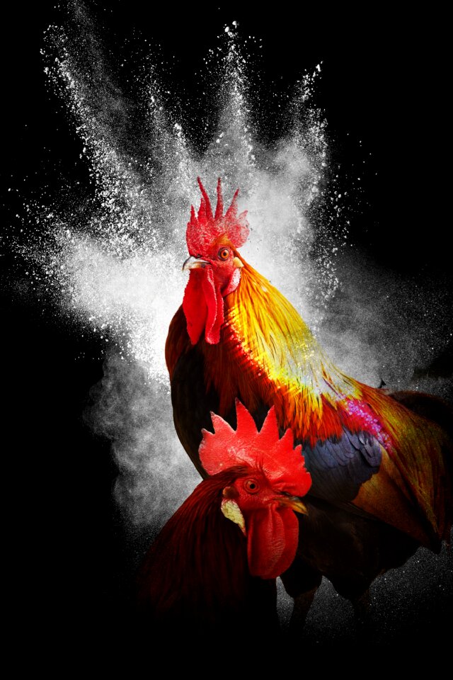 Collage photoshop bird