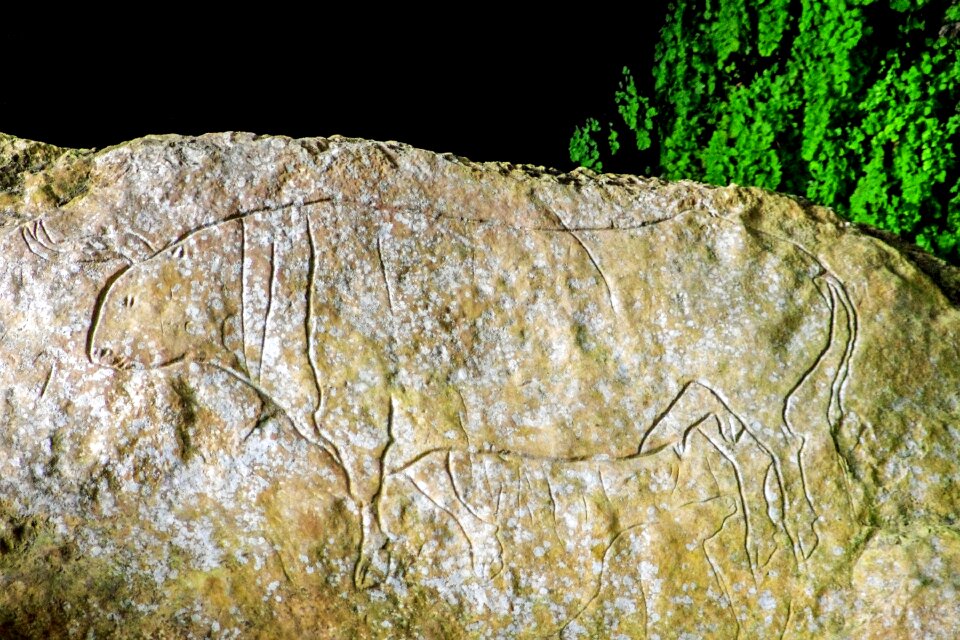 Bos primigenius uro ox primordial