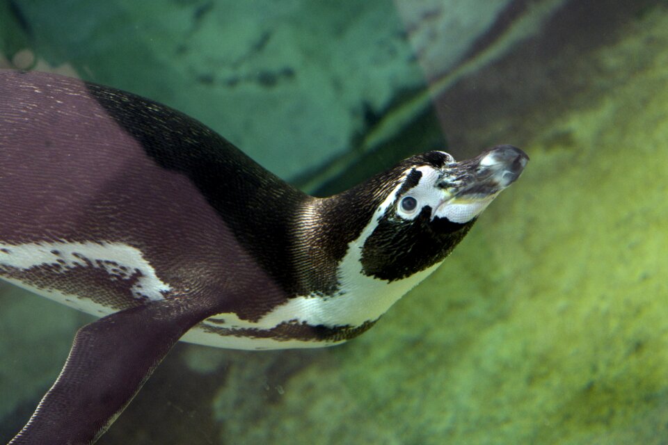 Mammal aquatic under water
