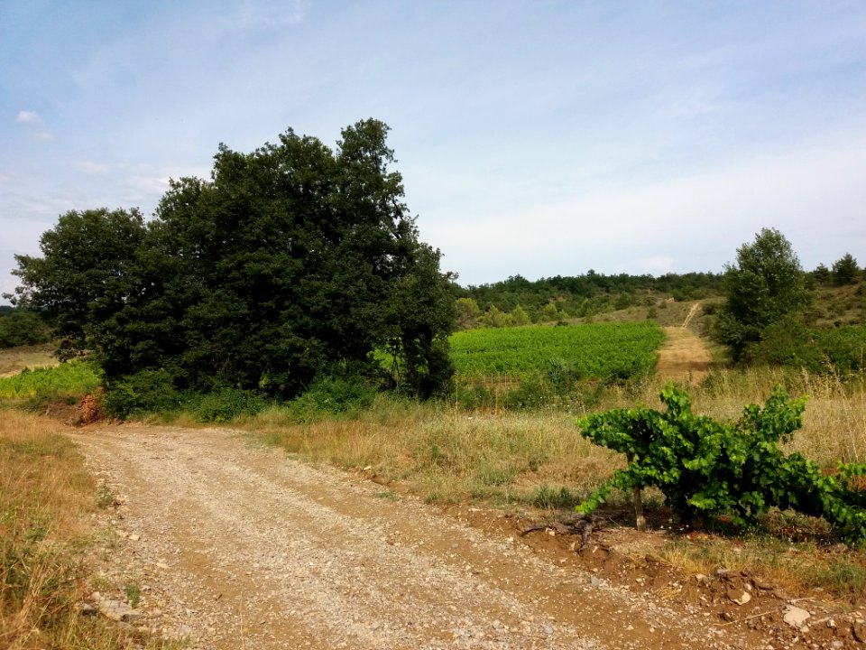 Saint-Maurice d'Ardèche - Massif d'arbres et vigne