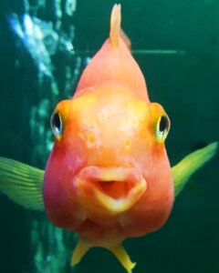 Gold animal fish photo
