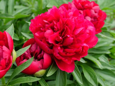 Garden macro photography closeup