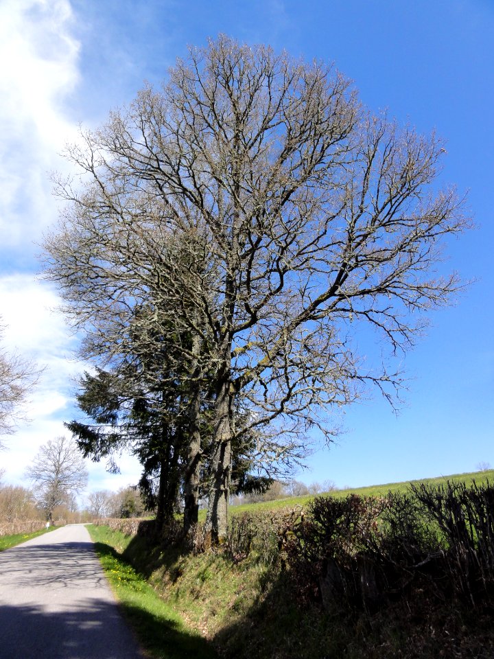 Saint-Priest-des-Champs (Puy-de-Dôme) paysage