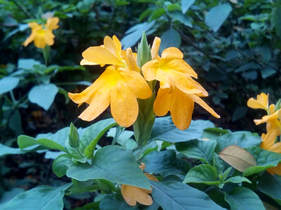 Yellow flowers bush shrub