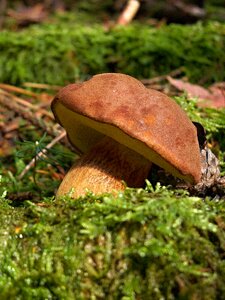 Edible mushroom picking macro photo