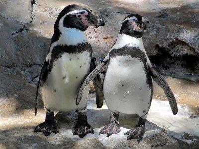 Nature zoo spheniscus humboldti
