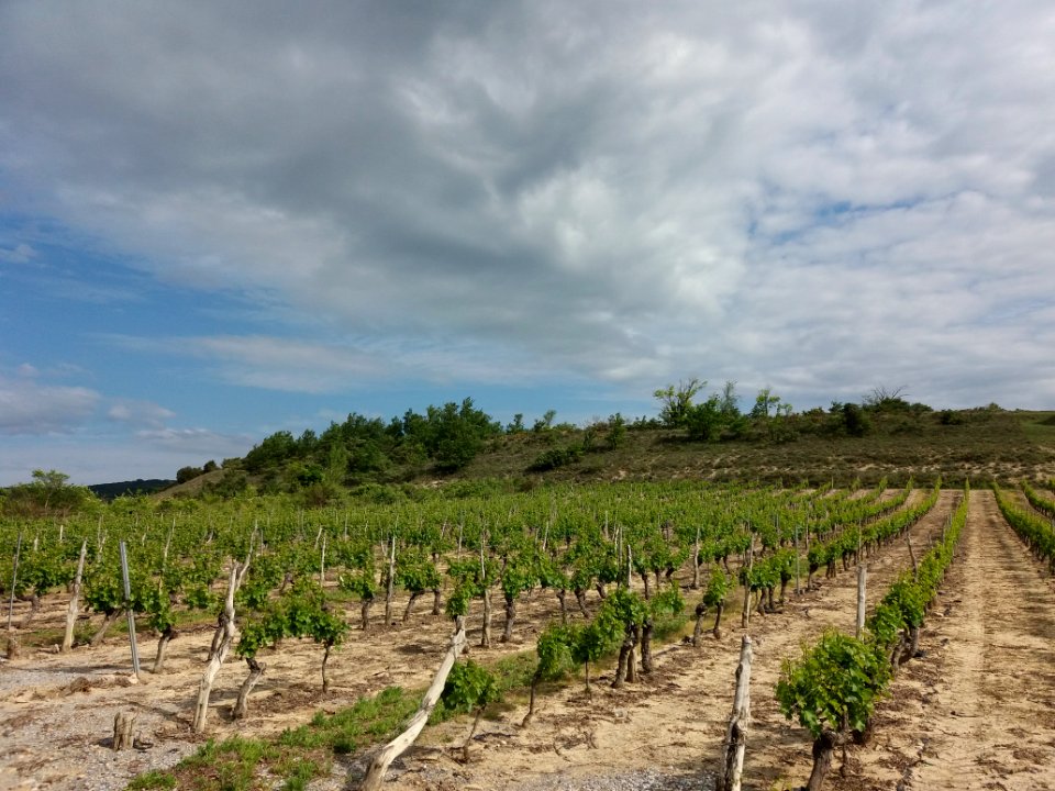 Saint-Maurice d'Ardèche - Vignes