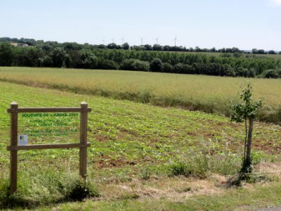 Saint-Romans-lès-Melle (Deux-Sèvres) paysage, journée de l'arbre, éoliennes