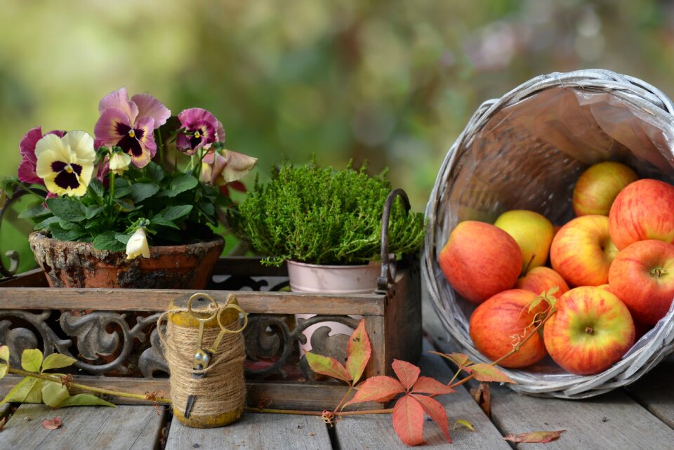 Basket still life nature