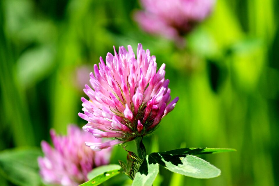 Bloom purple nature