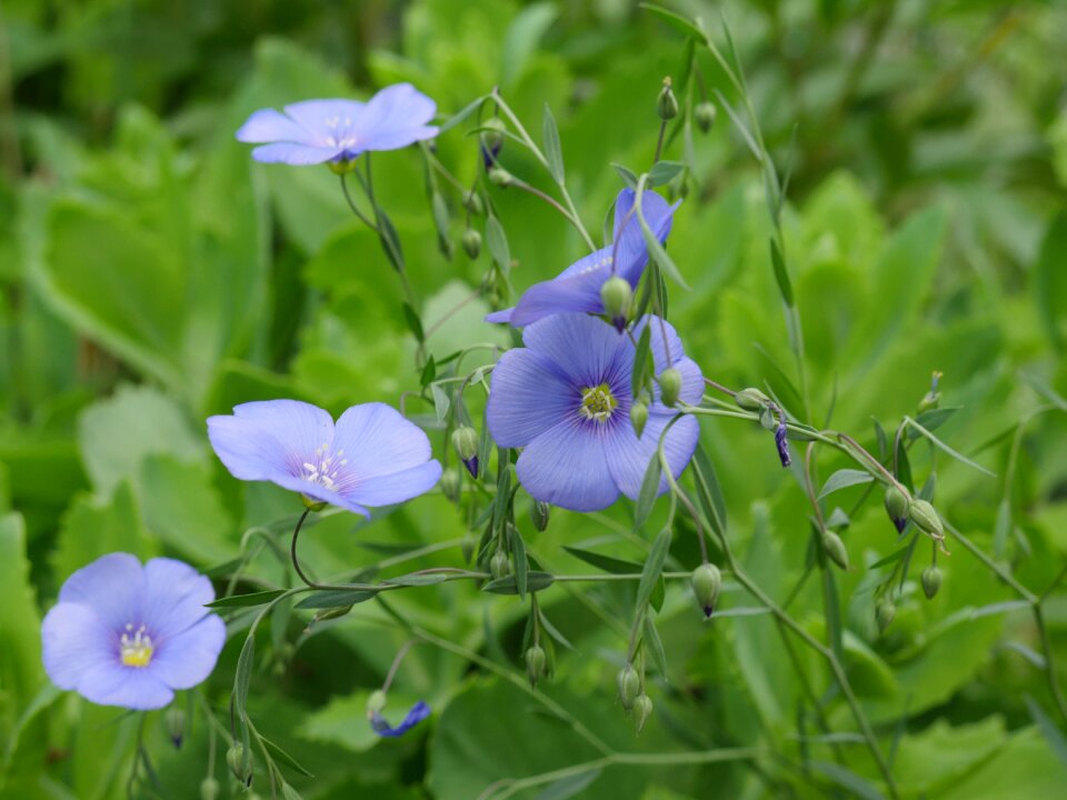 Flowering flax blue flowers delicate flowers