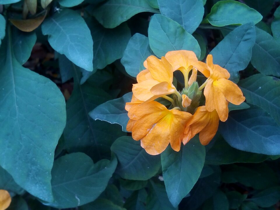 Yellow flowers bush shrub