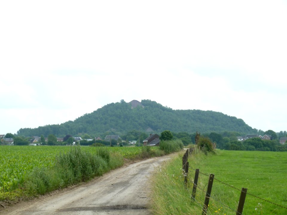Saive-tilleul de Miermont (5)