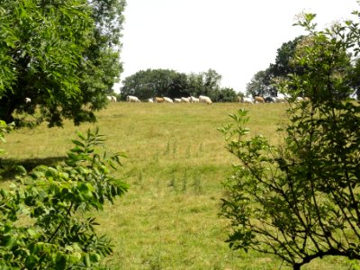 Saint-Rémy-de-Sillé (Sarthe) paysage avec vaches