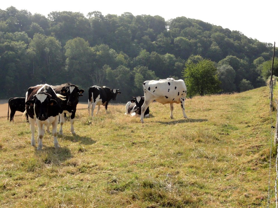 Saint-Nicolas-de-la-Haye (Seine-Mar.) paysage avec vaches