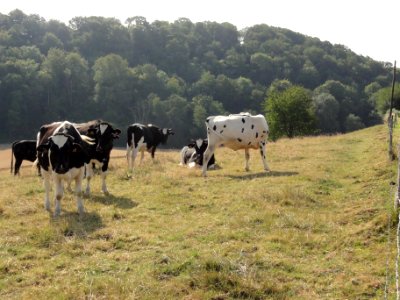 Saint-Nicolas-de-la-Haye (Seine-Mar.) paysage avec vaches