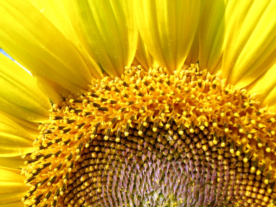 Sun flower summer