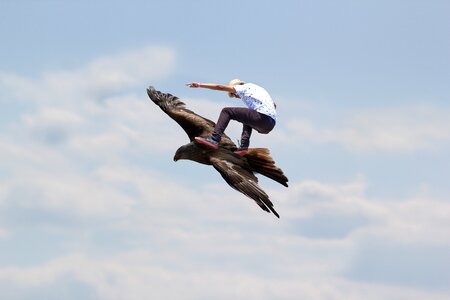 Flight sky bald eagle
