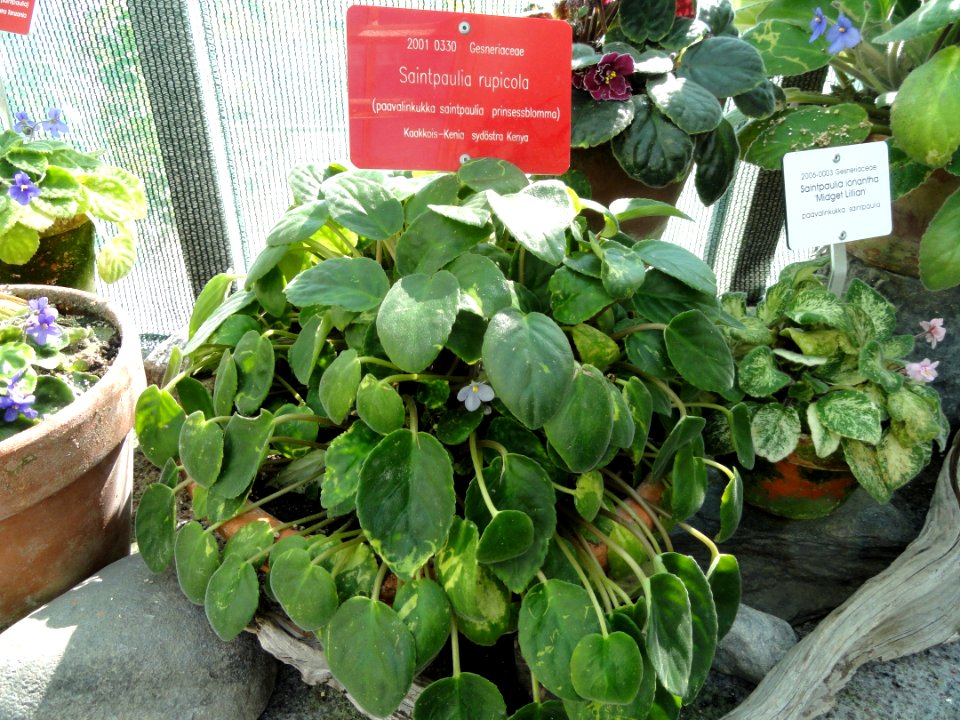 Saintpaulia ionantha subsp. rupicola - Botanical Garden in Kaisaniemi, Helsinki - DSC03658
