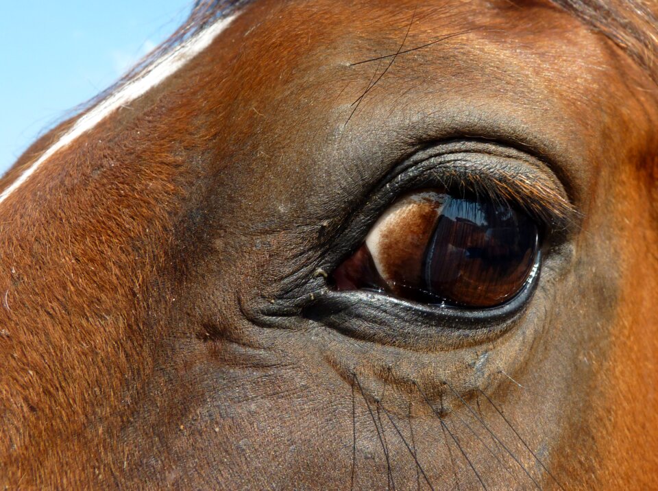 Eyelashes look eyes