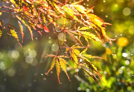 Maple bokeh nature