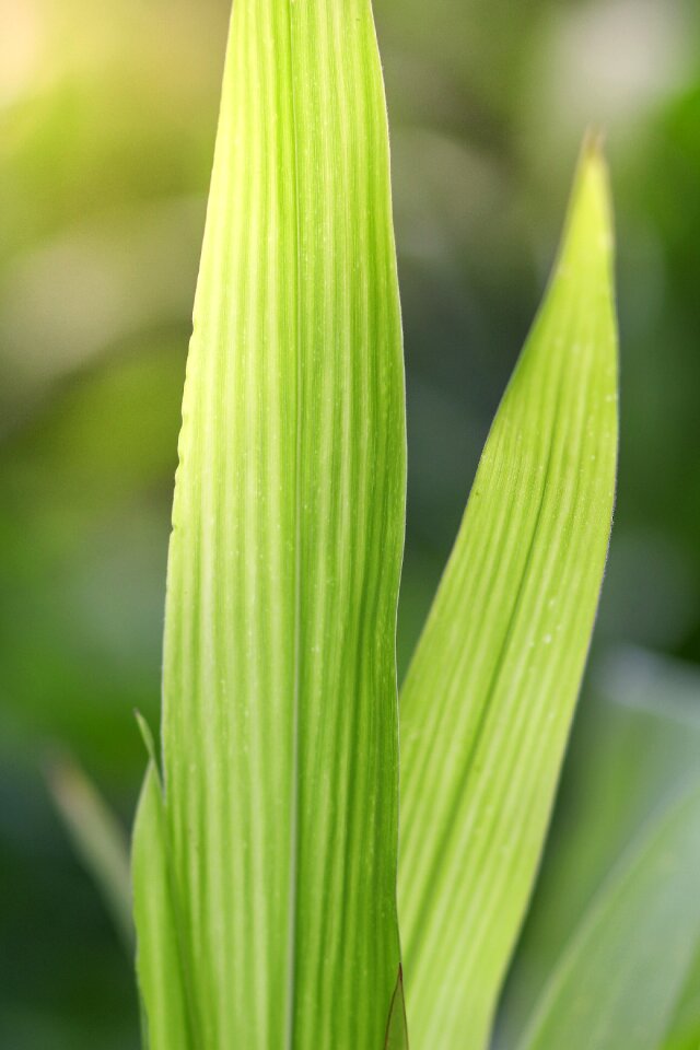 Climate closeup kukurudza