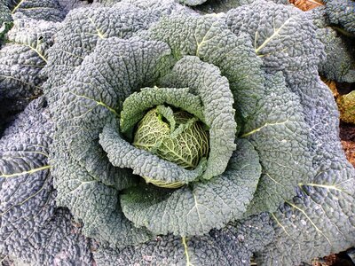 Food healthy fresh vegetables