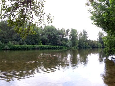 Saint-Maurice d'Ardèche - Canards sur l'Ardèche